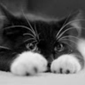 Meet your Posher, Marie